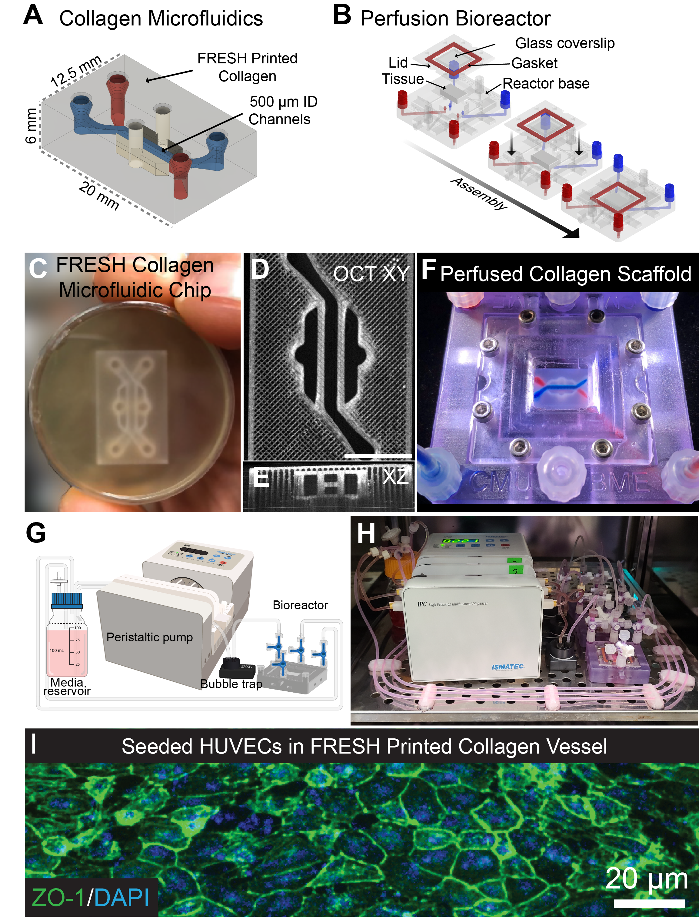 https://shiwarskilab.com/wp-content/uploads/2024/08/FRESH-Col-Microfluidics.png