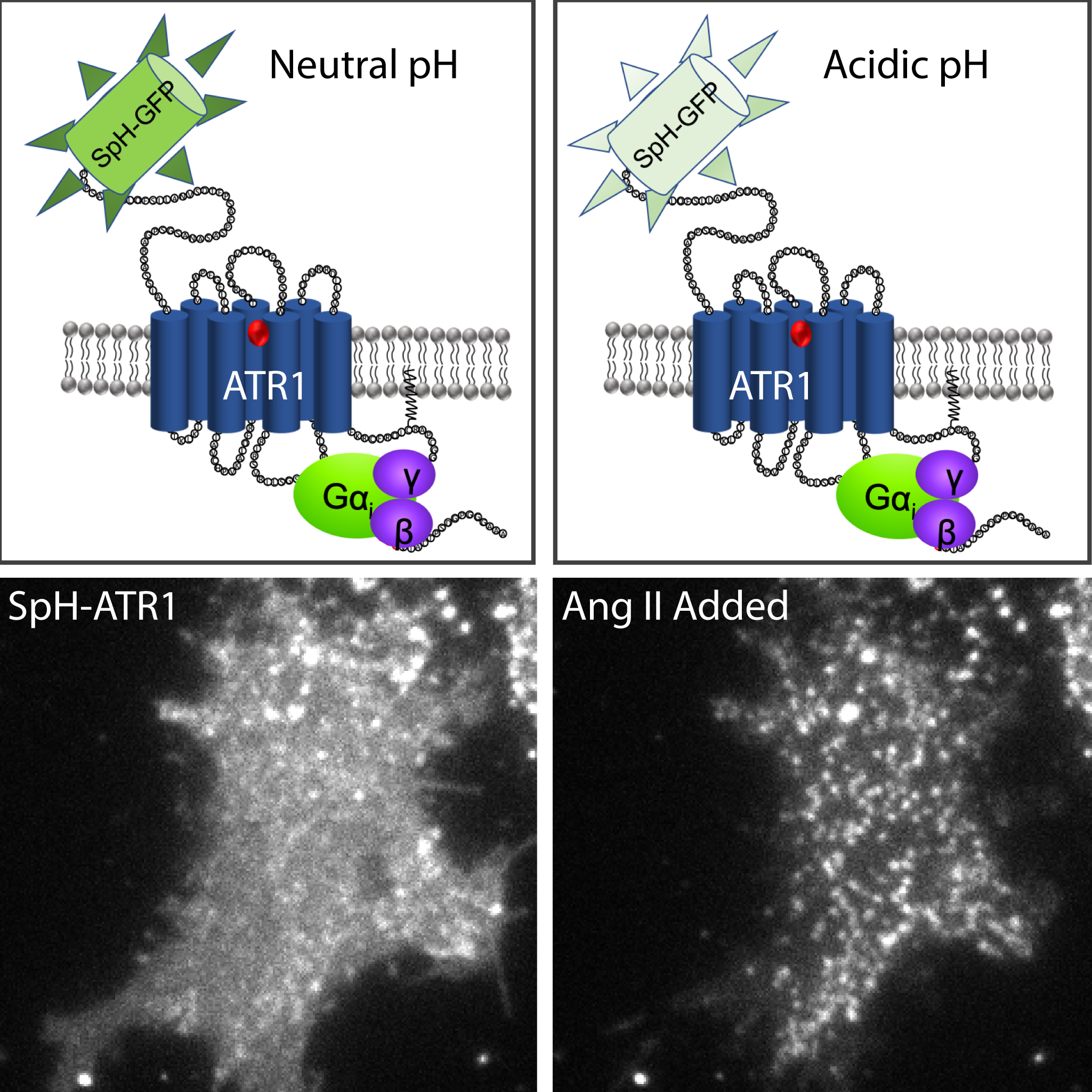 GPCR Trafficking