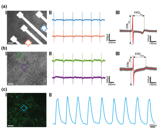 Graphene Microelectrode Arrays for Electrical and Optical Measurements of Human Stem Cell-Derived Cardiomyocytes