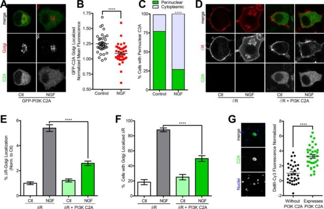 PI3K Class II α regulates δ-Opioid Receptor Export from the trans-Golgi Network