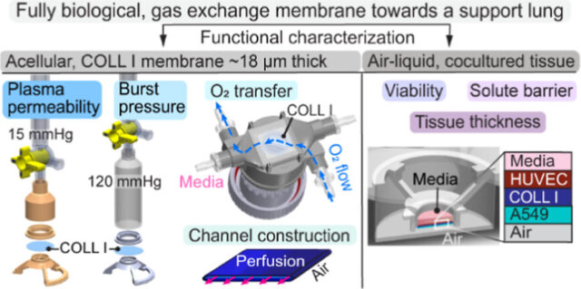 A Fully Biological Gas-Exchange Membrane toward a Biofabricated, Booster Lung