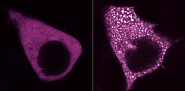 Drop in the Cellular Bucket