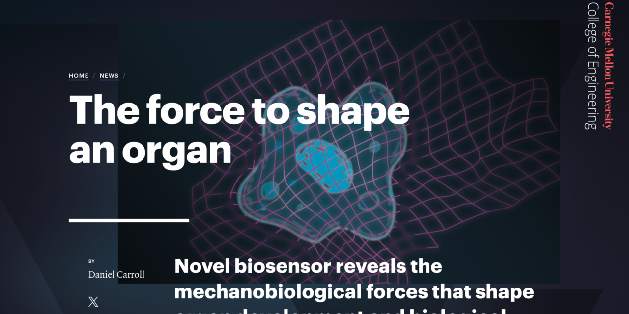 The Force to Shape an Organ