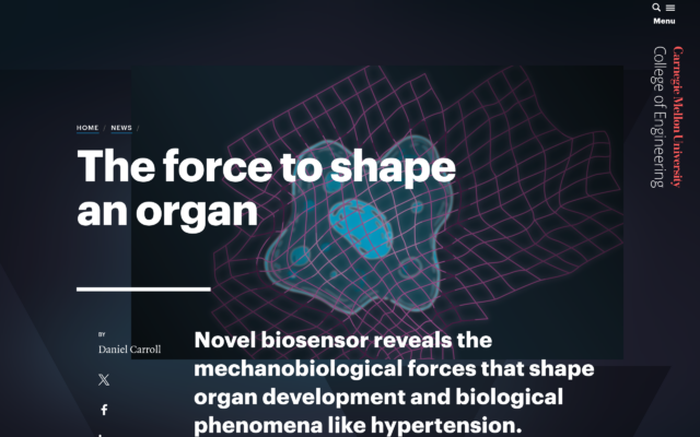 The Force to Shape an Organ