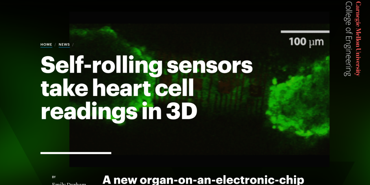 Self-rolling Sensors Take Heart Cell Readings in 3D